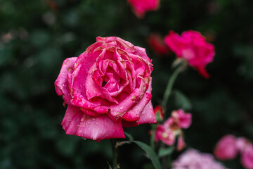 Pink rose blooming in a lush garden after a gentle rain shower