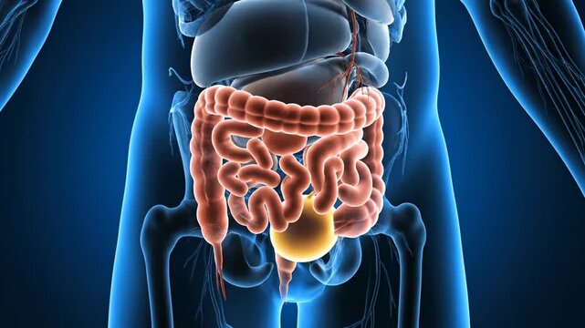 Anatomical 3D Rendering of the Human Digestive System Featuring Intestines and Bladder on a Blue Neon Outline Body