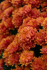 Chrysanthèmes roses orangées, format vertical
