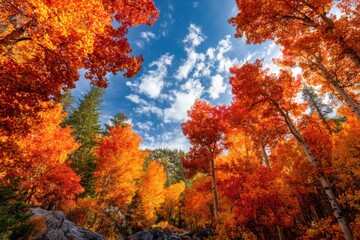 Fototapeta premium Autumn forest scene with vibrant foliage and tranquil atmosphere, showcasing colorful trees and green pines beneath a clear sky with fluffy clouds. Perfect for nature lovers and seasonal decor