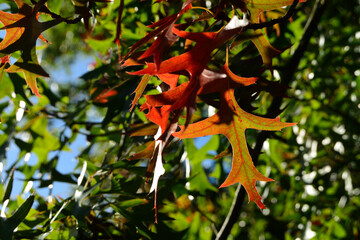 Close-up of autumn fall leaves with sunlight in a nature park
