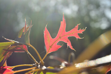 Close-up of autumn fall leaves with sunlight in a nature park
