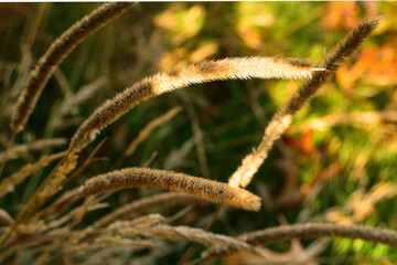 Close-up of autumn plants with sunlight in a nature park
