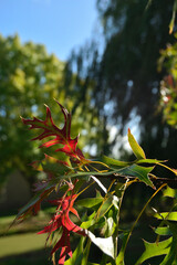Close-up of autumn fall leaves with sunlight in a nature park
