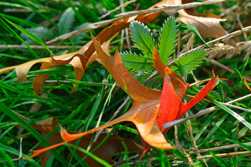 Close-up of red autumn fall leaves with sunlight in a nature park