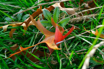 Close-up of red autumn fall leaves with sunlight in a nature park