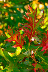 Close-up of red autumn fall leaves with sunlight in a nature park