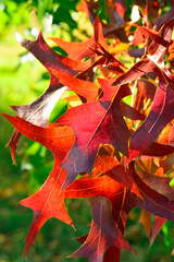 Close-up of red autumn fall leaves with sunlight in a nature park