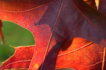 Close-up of red autumn fall leaves with sunlight in a nature park