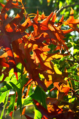 Close-up of autumn fall leaves with sunlight in a nature park
