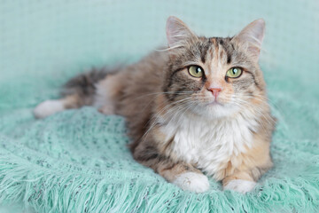 Fluffy cat with green eyes lies on a mint blanket. Gentle studio photo for advertising, postcards, design, home decor and social networks.