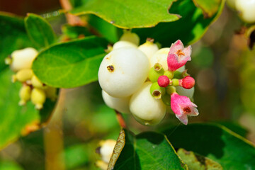Close-up of autumn plants with sunlight in a nature park

