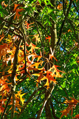 Close-up of autumn fall leaves with sunlight in a nature park
