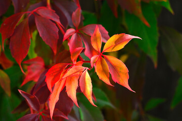 Close-up of autumn fall leaves with sunlight in a nature park
