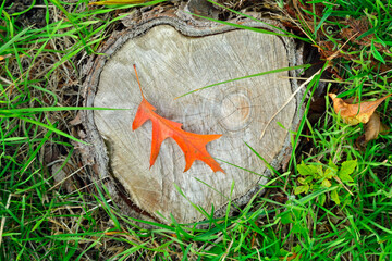 Close-up of red autumn fall leaves with sunlight in a nature park