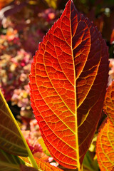 Close-up of autumn fall leaves with sunlight in a nature park
