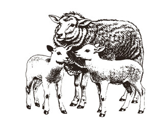 Mother Sheep with Two Lambs Hand-drawn Sketch
