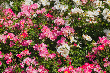 Colorful blooming roses in a garden during a sunny day in springtime