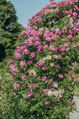 Vibrant pink and white climbing roses in full bloom on a sunny day