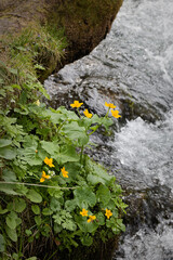Kingcup flower (Caltha palustris) growing river bank.
