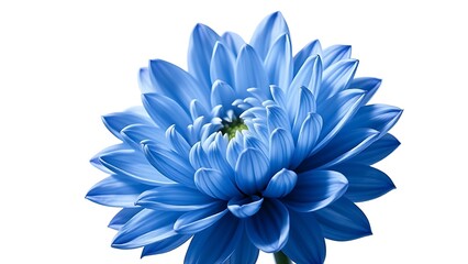 Obraz premium A close-up of a blue dahlia in full bloom, showcasing its textured petals.
