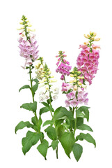 ジギタリス　5月撮影