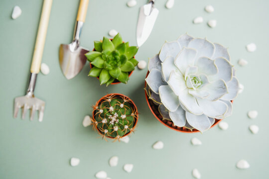 Potted succulents and gardening tools on a green surface with small white stones.