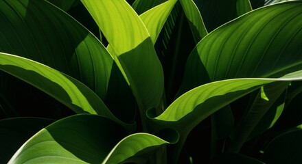 Luminous Sunlight Bathes Lush Green Leaves with Botanical Abstract, Natures Beauty, and Texture.