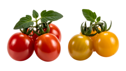 Two bunches of fresh cherry tomatoes, one red and one yellow, isolated on transparent background