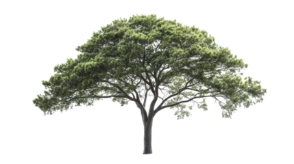 Acacia-style tree with broad horizontal canopy
