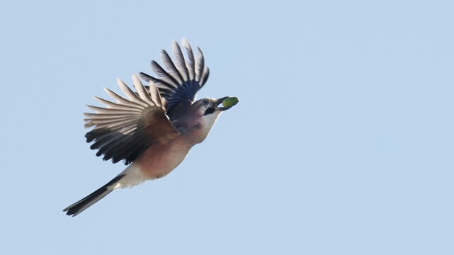 Eurasian Jay flying with green acorn in beak, Garulus glandarius, birds of Montenegro