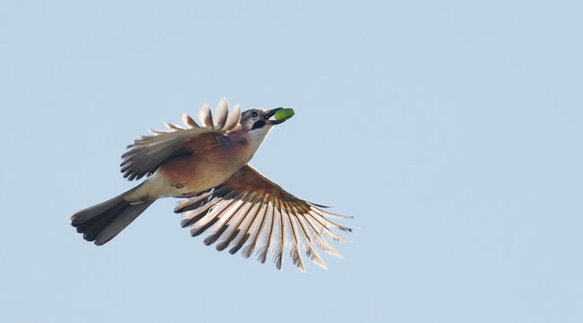 Eurasian Jay flying with green acorn in beak, Garulus glandarius, birds of Montenegro