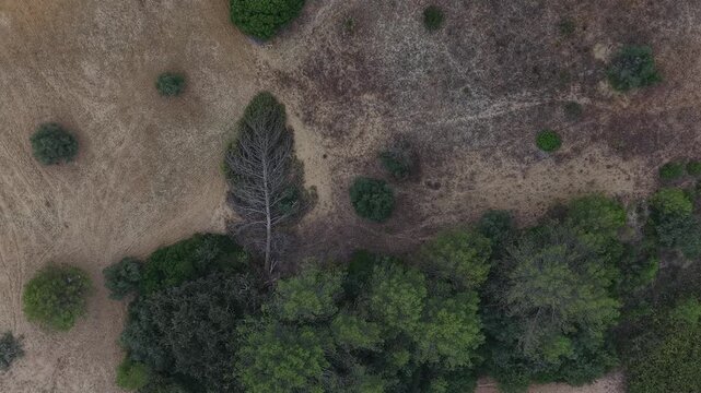 Straight-down drone shot of a forest clearing with visible trees, brown grass, and patches of green brush.