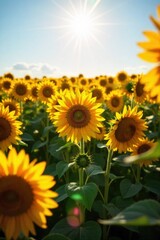 Obraz premium Sunlit Sunflower Field with Blue Sky and Fluffy White Clouds A vast field of tall, bright yellow sunflowers in full bloom, facing the sun. Above, a clear, bright blue summer sky with a few soft,