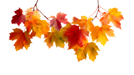 Autumn maple leaves hanging on twigs, vibrant colors on transparent background for design