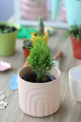Houseplants, flower pots and mini gardening equipment. Urban gardening at home or on the balcony. Selective focus.