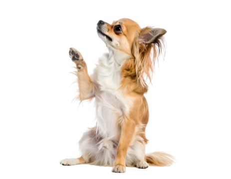 Long-haired tan chihuahua sits up with paw raised, looking up