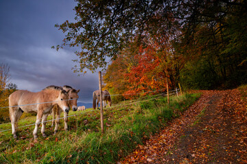 autumn morning in the Odenwald