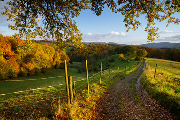 autumn morning in the Odenwald