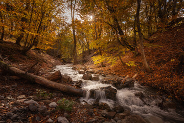Autumn road in the forest, against the background of an autumn forest, trees with autumn leaves