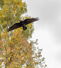 crow with a chestnut in its beak in flight 