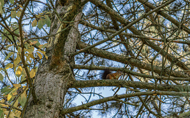 Fototapeta premium tree in the forest with a squirrel