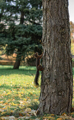 squirrel on tree in an autumn park