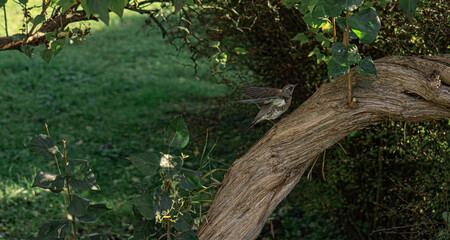 A fieldfare perched is flying on a juniper tree branch.