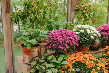 Potted colorful chrysanthemum flowers and chili plants display in a sunlit greenhouse environment.