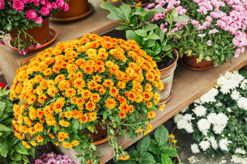 Bushes of bright orange chrysanthemums bloom abundantly on wooden shelves outdoors.