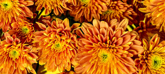 A close-up of orange chrysanthemums (Chrysanthemum morifolium), also known as 