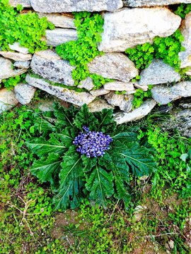 autumn mandrake plant, scientifically known as Mandragora autumnalis
