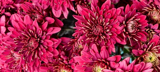 Cluster of deep purple chrysanthemums, also commonly known as "mums."