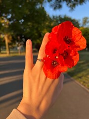  Hand with engagement ring holding vibrant red poppy flowers in natural light